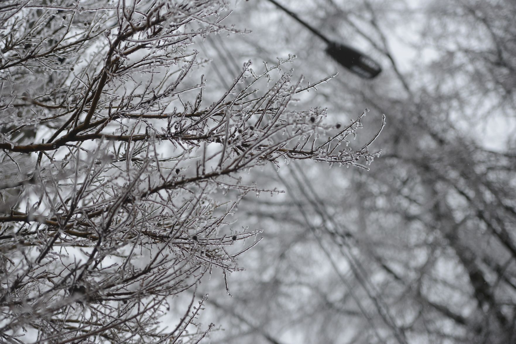 frozen branches 5.jpg
